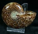 Big Bodied Desmoceras Ammonite - #7363-2